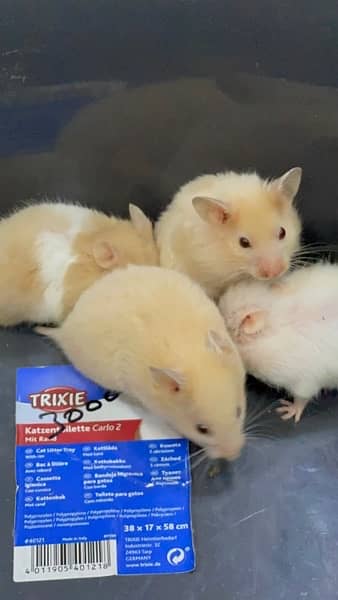 Serbian hamsters