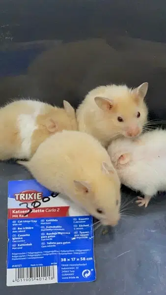 Hamsters Guinea pig rabbits iguanas reptiles