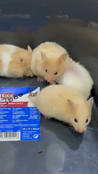 Hamsters Guinea pig rabbits iguanas reptiles — photo 2