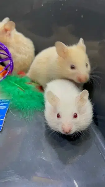 Hamsters Guinea pig rabbits iguanas reptiles — photo 3