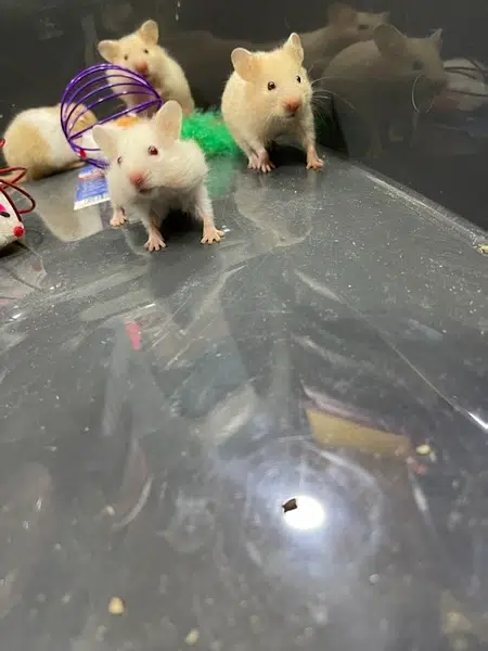 Hamsters Guinea pig rabbits iguanas reptiles — photo 4