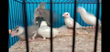 java chicks(patthey) for sale