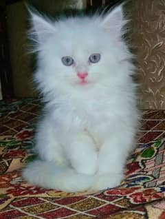 triple coated Persian white cats
