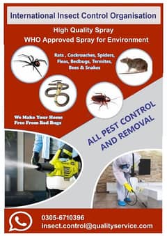 dngue spray service