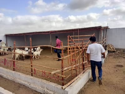 Cattle Farm and Farmhouses In Gadap 1
