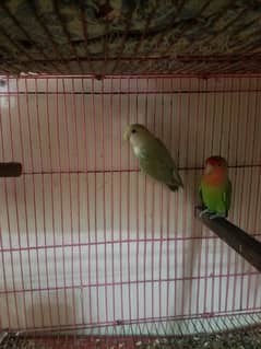 Green peach face and rosy coli lovebird parrots