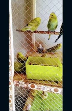 Australian parrots beautiful 9,piece