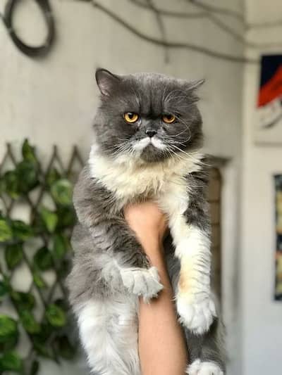 Persian male cat for stud service - Cats - 1061245958