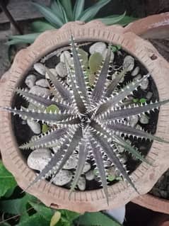 Available in different sizes. 
Dyckia Hades Sueb Hybrid with tag/Panus