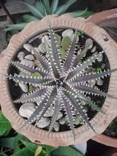 Available in different sizes. 
Dyckia Hades Sueb Hybrid with tag/Panus 0