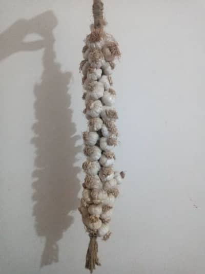 A Unique Stylish Artificial Garlic Look like Original