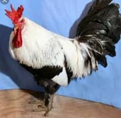 ittalion buttercup dhandarvi 10 day chicks available