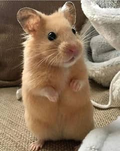 cute Hamsters babies 0