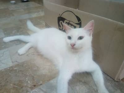 Turkish angora od eyes cat double coated