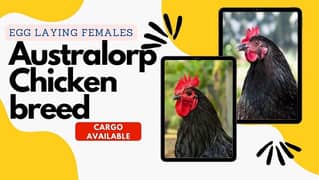 Australorp Hens For Sale