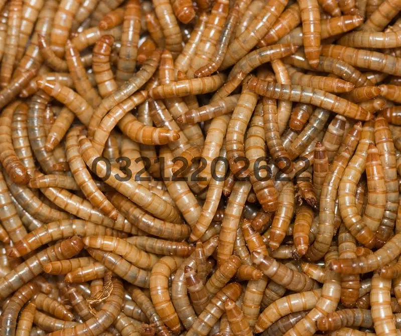 Drakling Beetle Larva | Rs 2 Each Mealworms | USA 03212-202-6-2-2 — photo 7