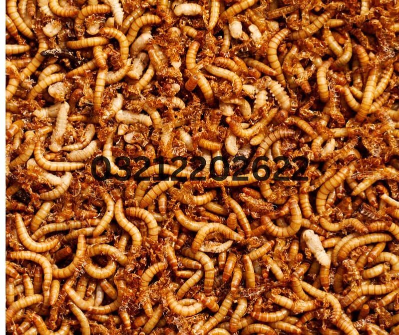 Drakling Beetle Larva | Rs 2 Each Mealworms | USA 03212-202-6-2-2 1