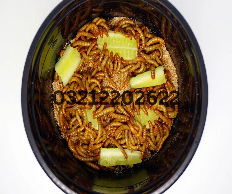 Drakling Beetle Larva | Rs 2 Each Mealworms | USA 03212-202-6-2-2 — photo 3