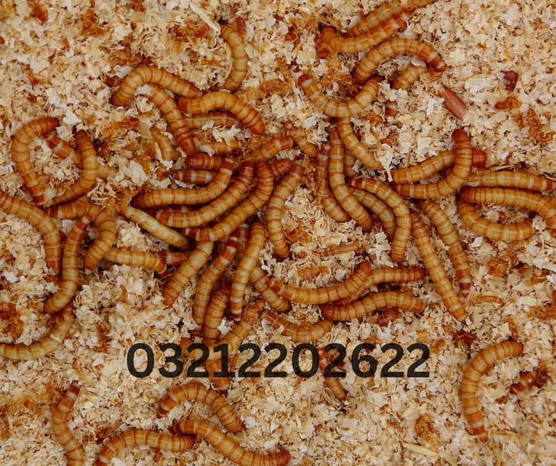 Drakling Beetle Larva | Rs 2 Each Mealworms | USA 03212-202-6-2-2 3