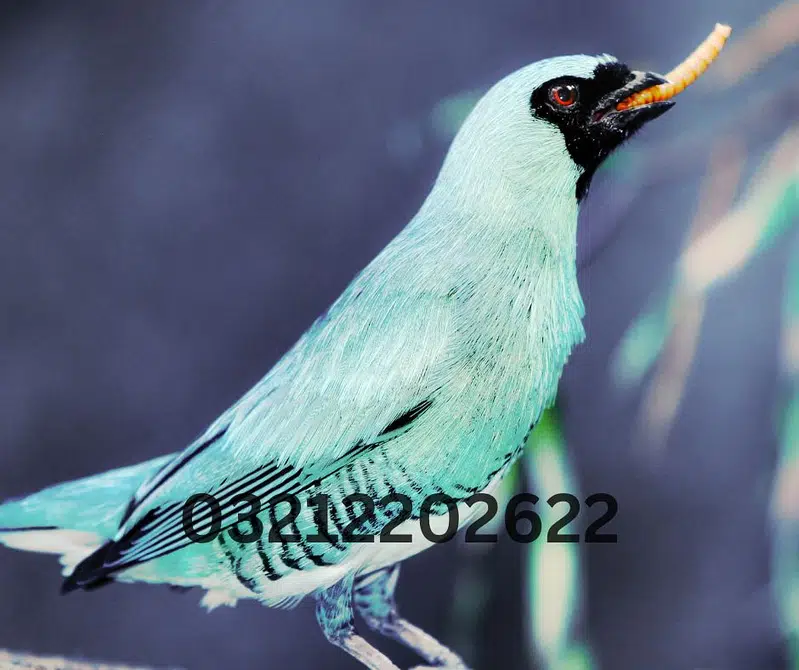 Drakling Beetle Larva | Rs 2 Each Mealworms | USA 03212-202-6-2-2 — photo 5