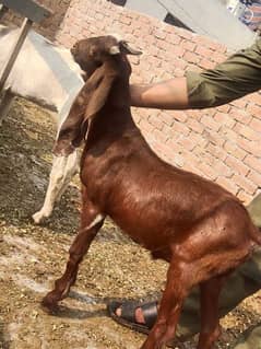 Qurbani Animals - Animals for sale in Pakistan Qurbani Animals - Animals for sale in Pakistan