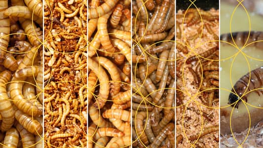 Grow your own Live Mealworms (Organic Food for Poultry, Fish, Birds) 2