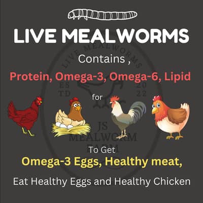 Grow your own Live Mealworms (Organic Food for Poultry, Fish, Birds) 4
