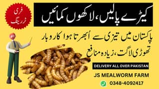 Grow your own Live Mealworms (Organic Food for Poultry, Fish, Birds) 0