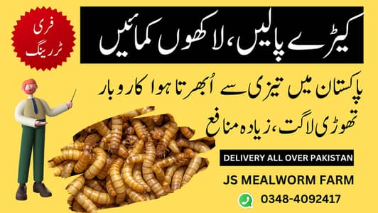 Grow your own Live Mealworms (Organic Food for Poultry, Fish, Birds) 0