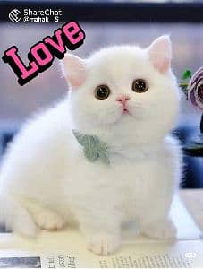 Kashif