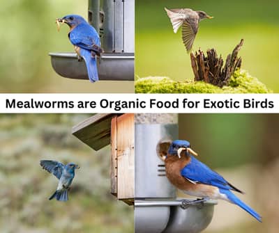 Grow your own Live Mealworms (Organic Food for Poultry, Fish, Birds) 6
