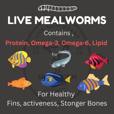 Grow your own Live Mealworms (Organic Food for Poultry, Fish, Birds) 8