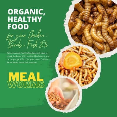 Grow your own Live Mealworms (Organic Food for Poultry, Fish, Birds) 9