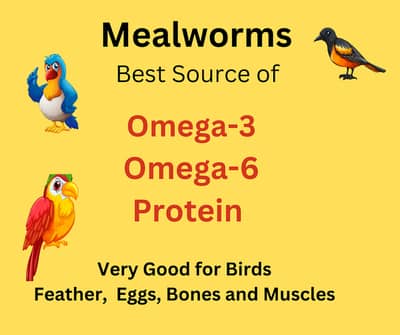 Grow your own Live Mealworms (Organic Food for Poultry, Fish, Birds) 11