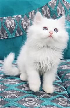 Persain cat triple coat