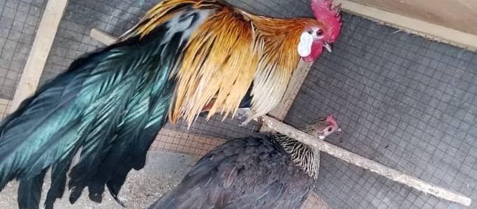 phoenix long tail hens chicks