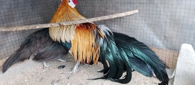 phoenix long tail hens chicks — photo 4