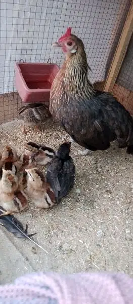 phoenix long tail hens chicks — photo 5