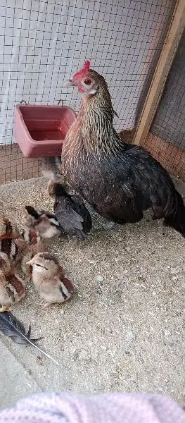 phoenix long tail hens chicks — photo 6