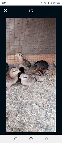 phoenix long tail hens chicks — photo 7