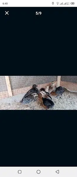 phoenix long tail hens chicks — photo 8