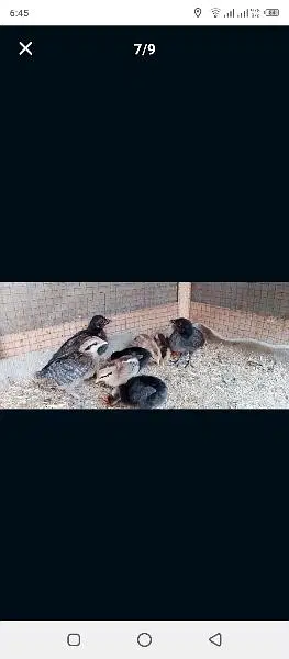 phoenix long tail hens chicks — photo 9