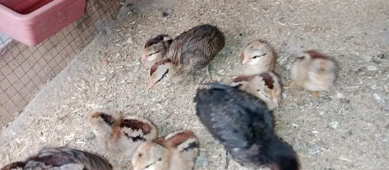 phoenix long tail hens chicks — photo 10