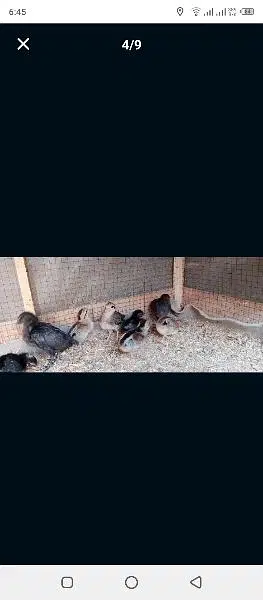 phoenix long tail hens chicks — photo 12
