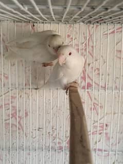 Albino RED EYE Pair