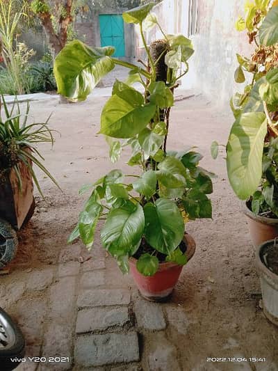 PLANT NAME { MONEY PLANT } {WhatsApp Number (0348-4755447) }