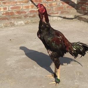 sulehri