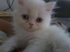 white Persian kitten two month