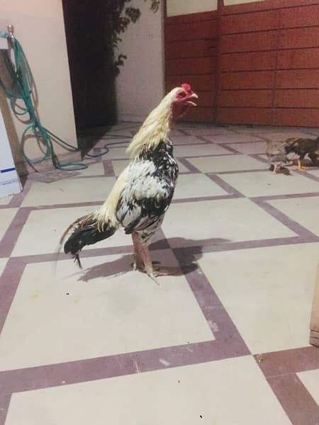 pure Pakistani breeder murga 6