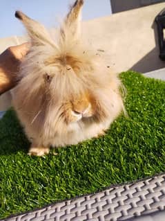 Angora Rabbit Bedding
